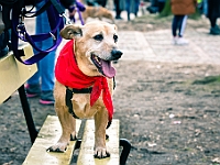 Adoptuj Warszawiaka  Warszawa, Park Skaryszewski, 24 lutego 2019 r. Wydarzenie promujące wśród mieszkańców Warszawy adopcję bezdomnych zwierząt. : na paluchu, adoptuj warszawiaka, bezdomne zwierzęta, park skaryszewski, schonisko dla zwierząt.