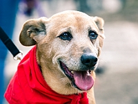 Adoptuj Warszawiaka  Warszawa, Park Skaryszewski, 24 lutego 2019 r. Wydarzenie promujące wśród mieszkańców Warszawy adopcję bezdomnych zwierząt. : na paluchu, adoptuj warszawiaka, bezdomne zwierzęta, park skaryszewski, schonisko dla zwierząt.