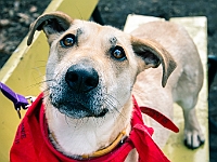 Adoptuj Warszawiaka  Warszawa, Park Skaryszewski, 24 lutego 2019 r. Wydarzenie promujące wśród mieszkańców Warszawy adopcję bezdomnych zwierząt. : na paluchu, adoptuj warszawiaka, bezdomne zwierzęta, park skaryszewski, schonisko dla zwierząt.