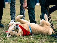 Adoptuj Warszawiaka  Warszawa, Park Skaryszewski, 24 lutego 2019 r. Wydarzenie promujące wśród mieszkańców Warszawy adopcję bezdomnych zwierząt. : na paluchu, adoptuj warszawiaka, bezdomne zwierzęta, park skaryszewski, schonisko dla zwierząt.