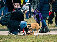 Adoptuj Warszawiaka  Warszawa, Park Skaryszewski, 24 lutego 2019 r. Wydarzenie promujące wśród mieszkańców Warszawy adopcję bezdomnych zwierząt. : na paluchu, adoptuj warszawiaka, bezdomne zwierzęta, park skaryszewski, schonisko dla zwierząt.