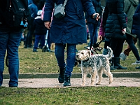 Adoptuj Warszawiaka  Warszawa, Park Skaryszewski, 24 lutego 2019 r. Wydarzenie promujące wśród mieszkańców Warszawy adopcję bezdomnych zwierząt. : na paluchu, adoptuj warszawiaka, bezdomne zwierzęta, park skaryszewski, schonisko dla zwierząt.