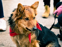 Adoptuj Warszawiaka  Warszawa, Park Skaryszewski, 24 lutego 2019 r. Wydarzenie promujące wśród mieszkańców Warszawy adopcję bezdomnych zwierząt. : na paluchu, adoptuj warszawiaka, bezdomne zwierzęta, park skaryszewski, schonisko dla zwierząt.