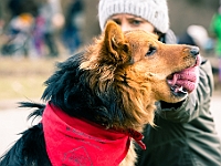 Adoptuj Warszawiaka  Warszawa, Park Skaryszewski, 24 lutego 2019 r. Wydarzenie promujące wśród mieszkańców Warszawy adopcję bezdomnych zwierząt. : na paluchu, adoptuj warszawiaka, bezdomne zwierzęta, park skaryszewski, schonisko dla zwierząt.
