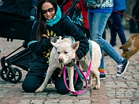 Adoptuj Warszawiaka  Warszawa, Park Skaryszewski, 24 lutego 2019 r. Wydarzenie promujące wśród mieszkańców Warszawy adopcję bezdomnych zwierząt. : na paluchu, adoptuj warszawiaka, bezdomne zwierzęta, park skaryszewski, schonisko dla zwierząt.