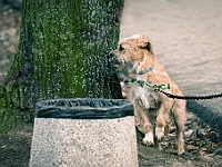 Adoptuj Warszawiaka  Warszawa, Park Skaryszewski, 24 lutego 2019 r. Wydarzenie promujące wśród mieszkańców Warszawy adopcję bezdomnych zwierząt. : na paluchu, adoptuj warszawiaka, bezdomne zwierzęta, park skaryszewski, schonisko dla zwierząt.