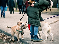 Adoptuj Warszawiaka  Warszawa, Park Skaryszewski, 24 lutego 2019 r. Wydarzenie promujące wśród mieszkańców Warszawy adopcję bezdomnych zwierząt. : na paluchu, adoptuj warszawiaka, bezdomne zwierzęta, park skaryszewski, schonisko dla zwierząt.
