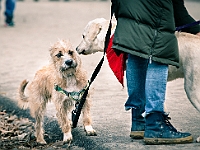 Adoptuj Warszawiaka  Warszawa, Park Skaryszewski, 24 lutego 2019 r. Wydarzenie promujące wśród mieszkańców Warszawy adopcję bezdomnych zwierząt. : na paluchu, adoptuj warszawiaka, bezdomne zwierzęta, park skaryszewski, schonisko dla zwierząt.