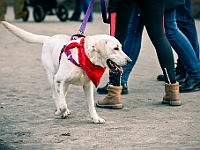 Adoptuj Warszawiaka  Warszawa, Park Skaryszewski, 24 lutego 2019 r. Wydarzenie promujące wśród mieszkańców Warszawy adopcję bezdomnych zwierząt. : na paluchu, adoptuj warszawiaka, bezdomne zwierzęta, park skaryszewski, schonisko dla zwierząt.