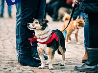Adoptuj Warszawiaka  Warszawa, Park Skaryszewski, 24 lutego 2019 r. Wydarzenie promujące wśród mieszkańców Warszawy adopcję bezdomnych zwierząt. : na paluchu, adoptuj warszawiaka, bezdomne zwierzęta, park skaryszewski, schonisko dla zwierząt.