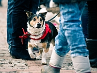 Adoptuj Warszawiaka  Warszawa, Park Skaryszewski, 24 lutego 2019 r. Wydarzenie promujące wśród mieszkańców Warszawy adopcję bezdomnych zwierząt. : na paluchu, adoptuj warszawiaka, bezdomne zwierzęta, park skaryszewski, schonisko dla zwierząt.