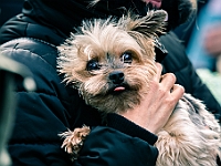 Adoptuj Warszawiaka  Warszawa, Park Skaryszewski, 24 lutego 2019 r. Wydarzenie promujące wśród mieszkańców Warszawy adopcję bezdomnych zwierząt. : na paluchu, adoptuj warszawiaka, bezdomne zwierzęta, park skaryszewski, schonisko dla zwierząt.