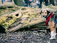 Adoptuj Warszawiaka  Warszawa, Park Skaryszewski, 24 lutego 2019 r. Wydarzenie promujące wśród mieszkańców Warszawy adopcję bezdomnych zwierząt. : na paluchu, adoptuj warszawiaka, bezdomne zwierzęta, park skaryszewski, schonisko dla zwierząt.