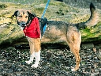 Adoptuj Warszawiaka  Warszawa, Park Skaryszewski, 24 lutego 2019 r. Wydarzenie promujące wśród mieszkańców Warszawy adopcję bezdomnych zwierząt. : na paluchu, adoptuj warszawiaka, bezdomne zwierzęta, park skaryszewski, schonisko dla zwierząt.