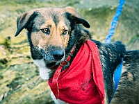 Adoptuj Warszawiaka  Warszawa, Park Skaryszewski, 24 lutego 2019 r. Wydarzenie promujące wśród mieszkańców Warszawy adopcję bezdomnych zwierząt. : na paluchu, adoptuj warszawiaka, bezdomne zwierzęta, park skaryszewski, schonisko dla zwierząt.