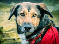 Adoptuj Warszawiaka  Warszawa, Park Skaryszewski, 24 lutego 2019 r. Wydarzenie promujące wśród mieszkańców Warszawy adopcję bezdomnych zwierząt. : na paluchu, adoptuj warszawiaka, bezdomne zwierzęta, park skaryszewski, schonisko dla zwierząt.