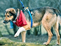 Adoptuj Warszawiaka  Warszawa, Park Skaryszewski, 24 lutego 2019 r. Wydarzenie promujące wśród mieszkańców Warszawy adopcję bezdomnych zwierząt. : na paluchu, adoptuj warszawiaka, bezdomne zwierzęta, park skaryszewski, schonisko dla zwierząt.