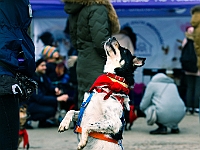 Adoptuj Warszawiaka  Warszawa, Park Skaryszewski, 24 lutego 2019 r. Wydarzenie promujące wśród mieszkańców Warszawy adopcję bezdomnych zwierząt. : na paluchu, adoptuj warszawiaka, bezdomne zwierzęta, park skaryszewski, schonisko dla zwierząt.