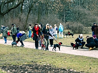 Adoptuj Warszawiaka  Warszawa, Park Skaryszewski, 24 lutego 2019 r. Wydarzenie promujące wśród mieszkańców Warszawy adopcję bezdomnych zwierząt. : na paluchu, adoptuj warszawiaka, bezdomne zwierzęta, park skaryszewski, schonisko dla zwierząt.