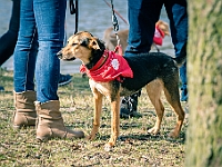 Adoptuj Warszawiaka  17 marca 2019 r. Warszawa - Park Moczydło. : adoptuj warszawiaka, kundelek, schronisko na paluchu, bezdomne zwierzęta, wybierz kundelka, wybieram kundelka.