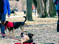 Adoptuj Warszawiaka  17 marca 2019 r. Warszawa - Park Moczydło. : adoptuj warszawiaka, kundelek, schronisko na paluchu, bezdomne zwierzęta, wybierz kundelka, wybieram kundelka.