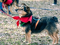 Adoptuj Warszawiaka  17 marca 2019 r. Warszawa - Park Moczydło. : adoptuj warszawiaka, kundelek, schronisko na paluchu, bezdomne zwierzęta, wybierz kundelka, wybieram kundelka.