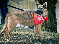 Adoptuj Warszawiaka  17 marca 2019 r. Warszawa - Park Moczydło. : adoptuj warszawiaka, kundelek, schronisko na paluchu, bezdomne zwierzęta, wybierz kundelka, wybieram kundelka.