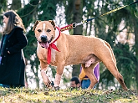 Adoptuj Warszawiaka  17 marca 2019 r. Warszawa - Park Moczydło. : adoptuj warszawiaka, kundelek, schronisko na paluchu, bezdomne zwierzęta, wybierz kundelka, wybieram kundelka.