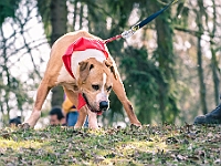 Adoptuj Warszawiaka  17 marca 2019 r. Warszawa - Park Moczydło. : adoptuj warszawiaka, kundelek, schronisko na paluchu, bezdomne zwierzęta, wybierz kundelka, wybieram kundelka.