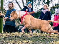 Adoptuj Warszawiaka  17 marca 2019 r. Warszawa - Park Moczydło. : adoptuj warszawiaka, kundelek, schronisko na paluchu, bezdomne zwierzęta, wybierz kundelka, wybieram kundelka.