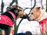 Adoptuj Warszawiaka  17 marca 2019 r. Warszawa - Park Moczydło. : adoptuj warszawiaka, kundelek, schronisko na paluchu, bezdomne zwierzęta, wybierz kundelka, wybieram kundelka.