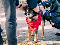 Adoptuj Warszawiaka  17 marca 2019 r. Warszawa - Park Moczydło. : adoptuj warszawiaka, kundelek, schronisko na paluchu, bezdomne zwierzęta, wybierz kundelka, wybieram kundelka.