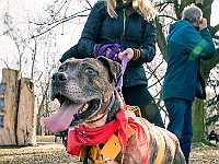 Adoptuj Warszawiaka  17 marca 2019 r. Warszawa - Park Moczydło. : adoptuj warszawiaka, kundelek, schronisko na paluchu, bezdomne zwierzęta, wybierz kundelka, wybieram kundelka.