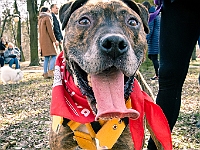 Adoptuj Warszawiaka  17 marca 2019 r. Warszawa - Park Moczydło. : adoptuj warszawiaka, kundelek, schronisko na paluchu, bezdomne zwierzęta, wybierz kundelka, wybieram kundelka.