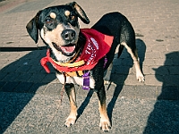 Adoptuj Warszawiaka  17 marca 2019 r. Warszawa - Park Moczydło. : adoptuj warszawiaka, kundelek, schronisko na paluchu, bezdomne zwierzęta, wybierz kundelka, wybieram kundelka.