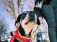 Adoptuj Warszawiaka  17 marca 2019 r. Warszawa - Park Moczydło. : adoptuj warszawiaka, kundelek, schronisko na paluchu, bezdomne zwierzęta, wybierz kundelka, wybieram kundelka.