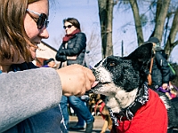 Adoptuj Warszawiaka  17 marca 2019 r. Warszawa - Park Moczydło. : adoptuj warszawiaka, kundelek, schronisko na paluchu, bezdomne zwierzęta, wybierz kundelka, wybieram kundelka.