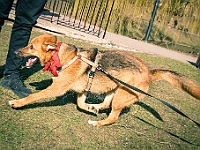 Adoptuj Warszawiaka  17 marca 2019 r. Warszawa - Park Moczydło. : adoptuj warszawiaka, kundelek, schronisko na paluchu, bezdomne zwierzęta, wybierz kundelka, wybieram kundelka.