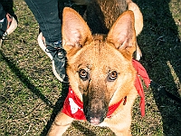 Adoptuj Warszawiaka  17 marca 2019 r. Warszawa - Park Moczydło. : adoptuj warszawiaka, kundelek, schronisko na paluchu, bezdomne zwierzęta, wybierz kundelka, wybieram kundelka.