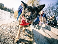 Adoptuj Warszawiaka  17 marca 2019 r. Warszawa - Park Moczydło. : adoptuj warszawiaka, kundelek, schronisko na paluchu, bezdomne zwierzęta, wybierz kundelka, wybieram kundelka.
