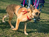 Adoptuj Warszawiaka  17 marca 2019 r. Warszawa - Park Moczydło. : adoptuj warszawiaka, kundelek, schronisko na paluchu, bezdomne zwierzęta, wybierz kundelka, wybieram kundelka.