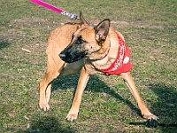 Adoptuj Warszawiaka  17 marca 2019 r. Warszawa - Park Moczydło. : adoptuj warszawiaka, kundelek, schronisko na paluchu, bezdomne zwierzęta, wybierz kundelka, wybieram kundelka.