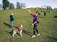 Adoptuj Warszawiaka  17 marca 2019 r. Warszawa - Park Moczydło. : adoptuj warszawiaka, kundelek, schronisko na paluchu, bezdomne zwierzęta, wybierz kundelka, wybieram kundelka.