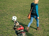 Adoptuj Warszawiaka  17 marca 2019 r. Warszawa - Park Moczydło. : adoptuj warszawiaka, kundelek, schronisko na paluchu, bezdomne zwierzęta, wybierz kundelka, wybieram kundelka.
