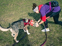 Adoptuj Warszawiaka  17 marca 2019 r. Warszawa - Park Moczydło. : adoptuj warszawiaka, kundelek, schronisko na paluchu, bezdomne zwierzęta, wybierz kundelka, wybieram kundelka.