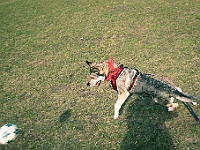 Adoptuj Warszawiaka  17 marca 2019 r. Warszawa - Park Moczydło. : adoptuj warszawiaka, kundelek, schronisko na paluchu, bezdomne zwierzęta, wybierz kundelka, wybieram kundelka.