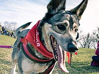 Adoptuj Warszawiaka  17 marca 2019 r. Warszawa - Park Moczydło. : adoptuj warszawiaka, kundelek, schronisko na paluchu, bezdomne zwierzęta, wybierz kundelka, wybieram kundelka.