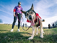 Adoptuj Warszawiaka  17 marca 2019 r. Warszawa - Park Moczydło. : adoptuj warszawiaka, kundelek, schronisko na paluchu, bezdomne zwierzęta, wybierz kundelka, wybieram kundelka.