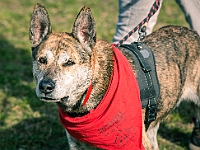 Adoptuj Warszawiaka  17 marca 2019 r. Warszawa - Park Moczydło. : adoptuj warszawiaka, kundelek, schronisko na paluchu, bezdomne zwierzęta, wybierz kundelka, wybieram kundelka.