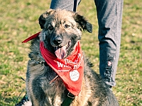 Adoptuj Warszawiaka  17 marca 2019 r. Warszawa - Park Moczydło. : adoptuj warszawiaka, kundelek, schronisko na paluchu, bezdomne zwierzęta, wybierz kundelka, wybieram kundelka.
